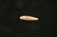 藏品(似謝氏煙管蝸牛)的圖片